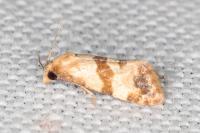 Phalonidia contractana