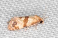 Phalonidia contractana