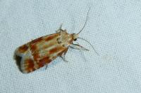 Rhyacionia buoliana
