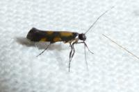 Euspilapteryx auroguttella