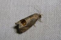 Notocelia uddmanniana