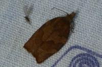 Pandemis heparana