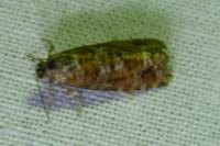 Rhyacionia pinivorana
