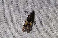 Teleiodes luculella