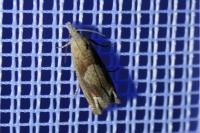 Eucosma conterminana