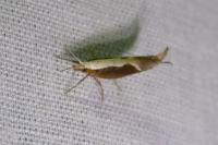 Ypsolopha dentella