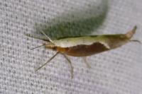 Ypsolopha dentella