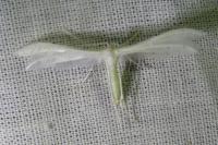 Pterophorus pentadactylus