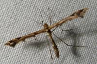 Amblyptilia acanthadactyla