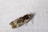 Anacampsis