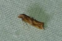 Epermenia falciformis