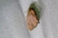 Heterogenea asella