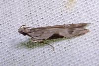 Hypatima rhomboidella