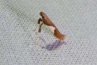 Caloptilia stigmatella