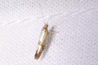 Argyresthia gr. pruniella