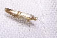 Argyresthia gr. pruniella