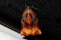 Archips podana