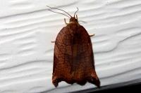 Archips podana
