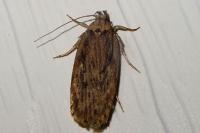Depressaria