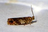 Epinotia abbreviana