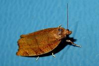 Pandemis cerasana