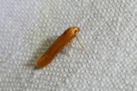 Haplochrois ochraceella