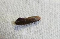 Elachista pigerella