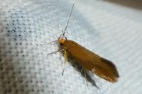 Crassa unitella