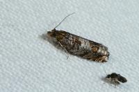 Ancylis achatana