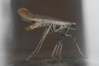 Aspilapteryx tringipennella