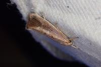 Orthotelia sparganella