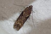 Scrobipalpa costella