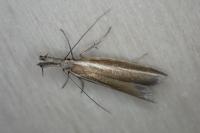 Pleurota aristella