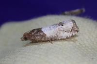 Notocelia roborana