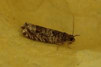 Ancylis achatana