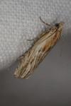 Eucosma cana