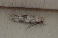Mompha epilobiella