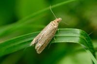 Pelochrista caecimaculana