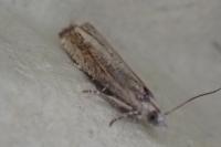Eucosma obumbratana