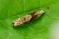 Eucosma
