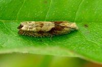Eucosma