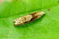 Eucosma