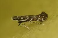 Parectopa ononidis