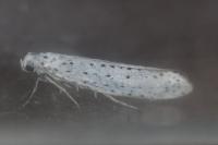 Yponomeuta evonymella