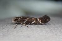 Oxypteryx wilkella