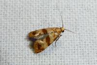 Phalonidia contractana