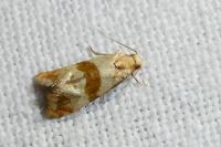 Phalonidia contractana