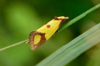 Agapeta zoegana