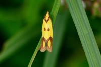 Agapeta zoegana