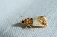 Epinotia festivana